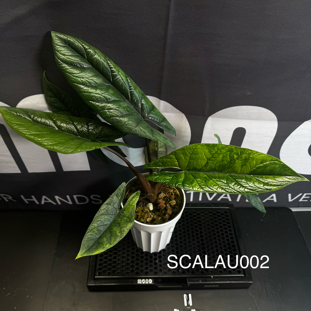 Alocasia Scalprum Aurea Variegation【黄锦板盾】[SCALAU]