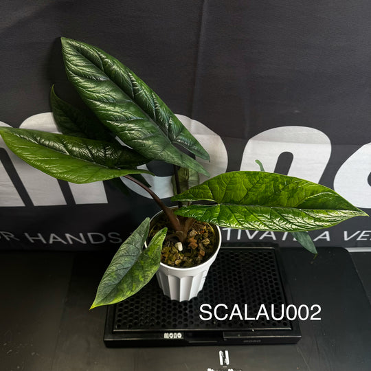 Alocasia Scalprum Aurea Variegation【黄锦板盾】[SCALAU]