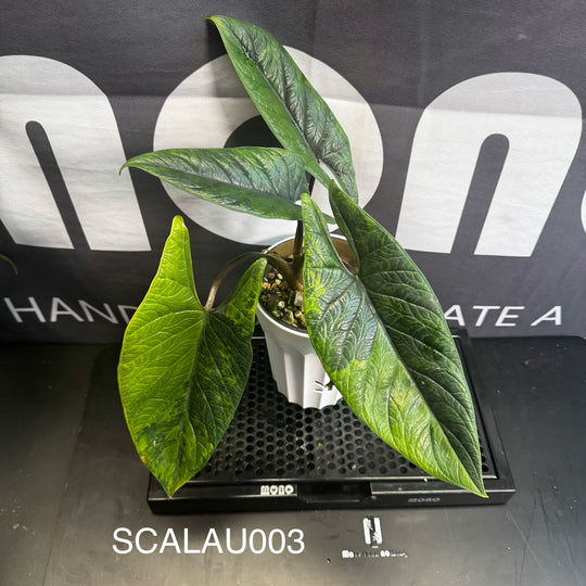 Alocasia Scalprum Aurea Variegation【黄锦板盾】[SCALAU]