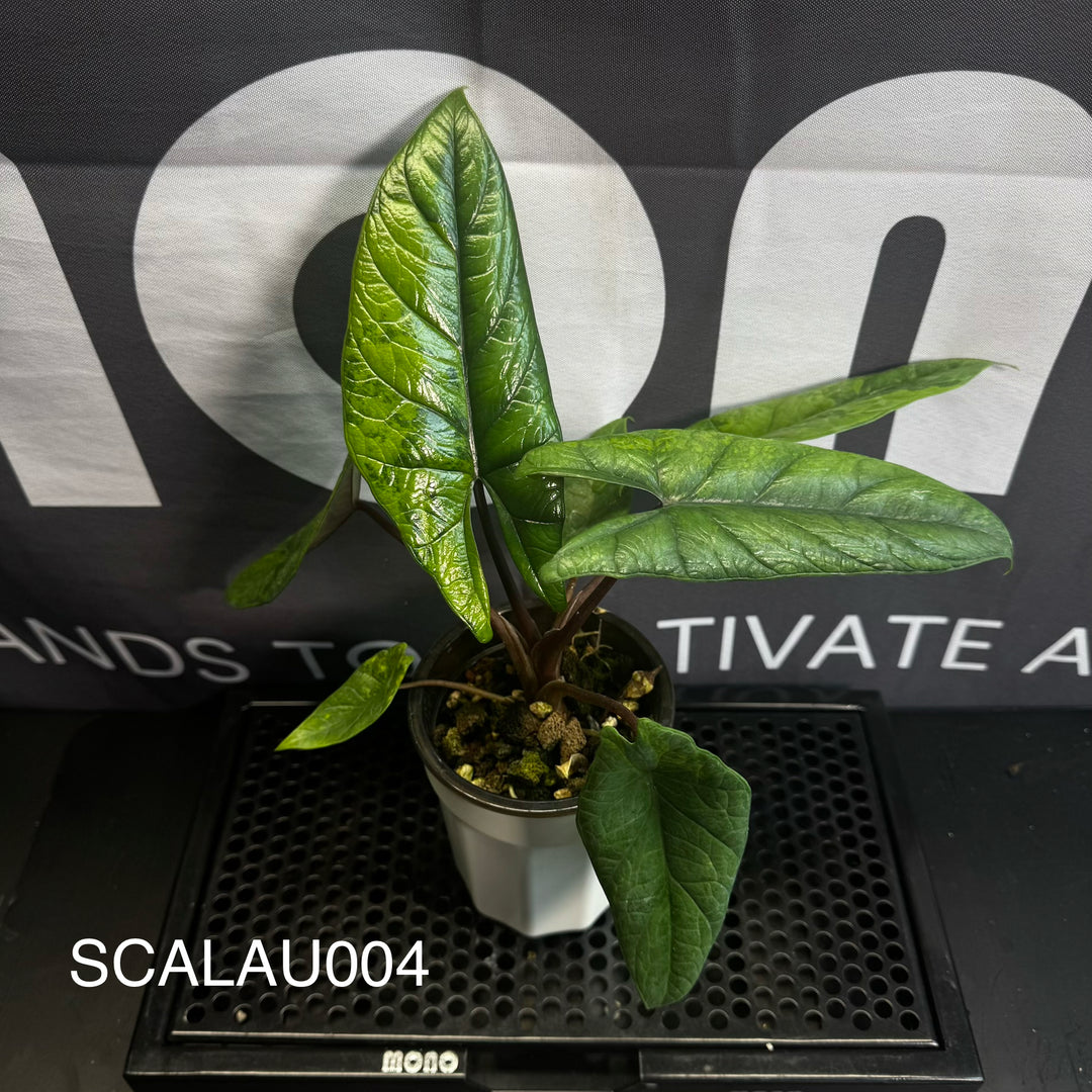 Alocasia Scalprum Aurea Variegation【黄锦板盾】[SCALAU]