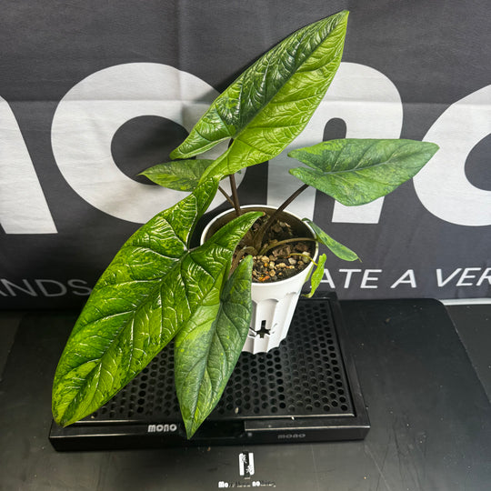 Alocasia Scalprum Aurea Variegation【黄锦板盾】[SCALAU]