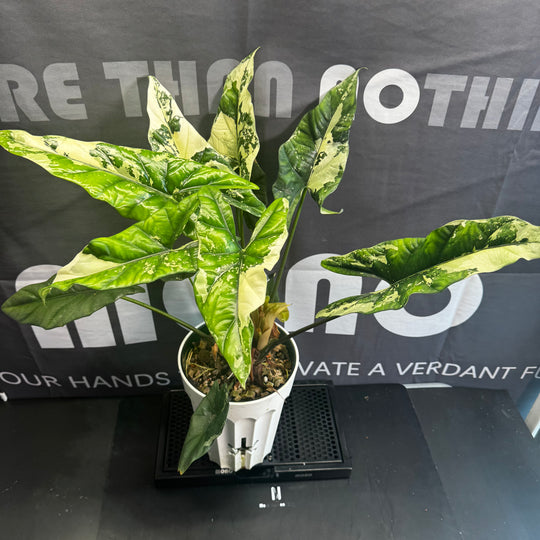 Alocasia Simpo Albo Variegation【白锦辛波】[SIMPAV]