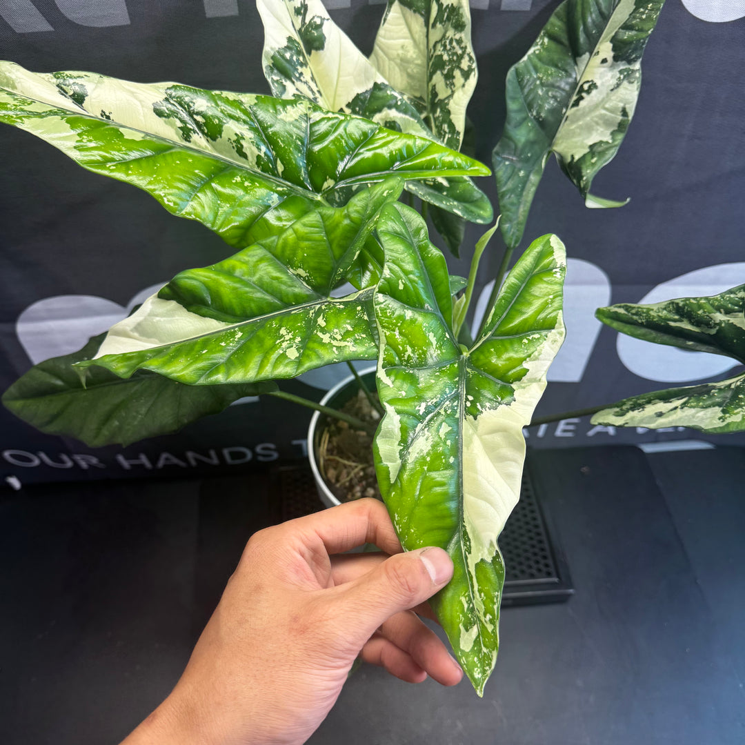 Alocasia Simpo Albo Variegation【白锦辛波】[SIMPAV]