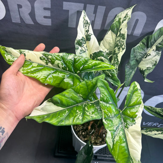 Alocasia Simpo Albo Variegation【白锦辛波】[SIMPAV]