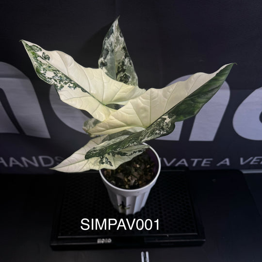 Alocasia Simpo Albo Variegation【白锦辛波】[SIMPAV]