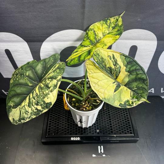 Alocasia Baginda【Dragon Scale】Albo Variegated【白锦龙鳞】[ALBDSA]