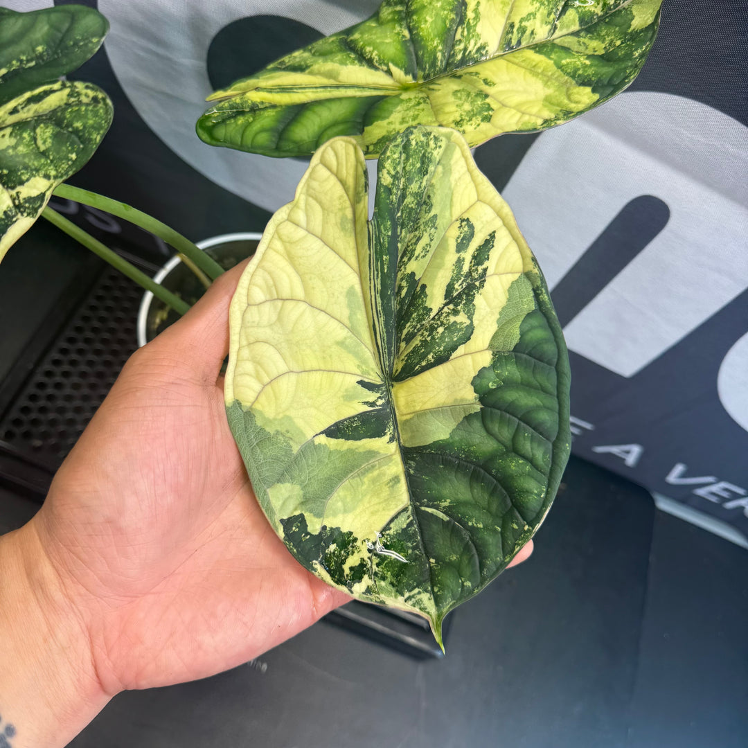 Alocasia Baginda【Dragon Scale】Albo Variegated【白锦龙鳞】[ALBDSA]