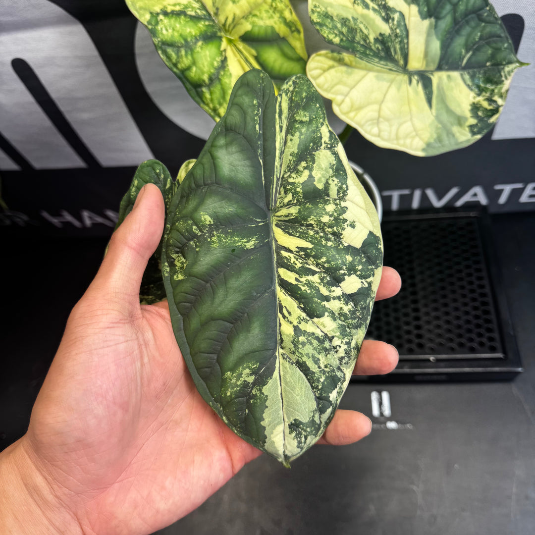 Alocasia Baginda【Dragon Scale】Albo Variegated【白锦龙鳞】[ALBDSA]