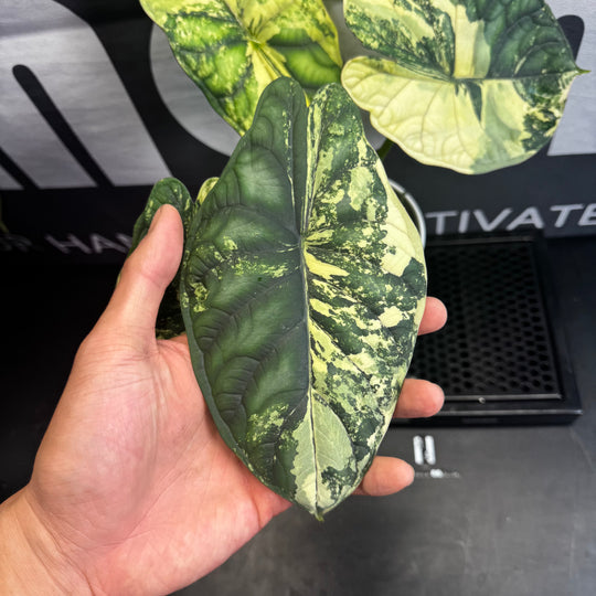 Alocasia Baginda【Dragon Scale】Albo Variegated【白锦龙鳞】[ALBDSA]