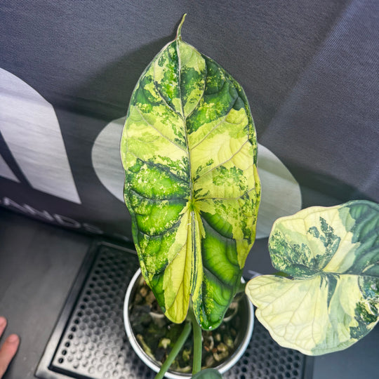 Alocasia Baginda【Dragon Scale】Albo Variegated【白锦龙鳞】[ALBDSA]