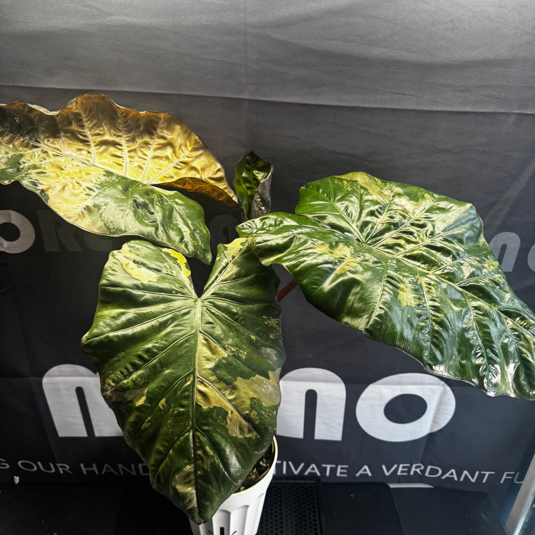 Alocasia Sarawakensis【Yucatan Princess】Pink Variegated【尤卡坦粉公主】 [ALSYPPV]