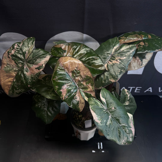 Alocasia Sarawakensis【Yucatan Princess】Pink Variegated【尤卡坦粉公主】 [ALSYPPV]