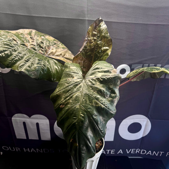 Alocasia Sarawakensis【Yucatan Princess】Pink Variegated【尤卡坦粉公主】 [ALSYPPV]