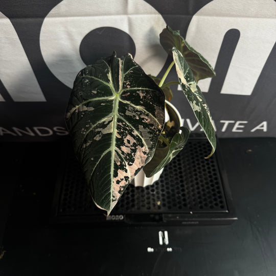 Alocasia Reginula【Black Velvet】Pink Variegated【粉锦黑天鹅】 [ALRBVP]