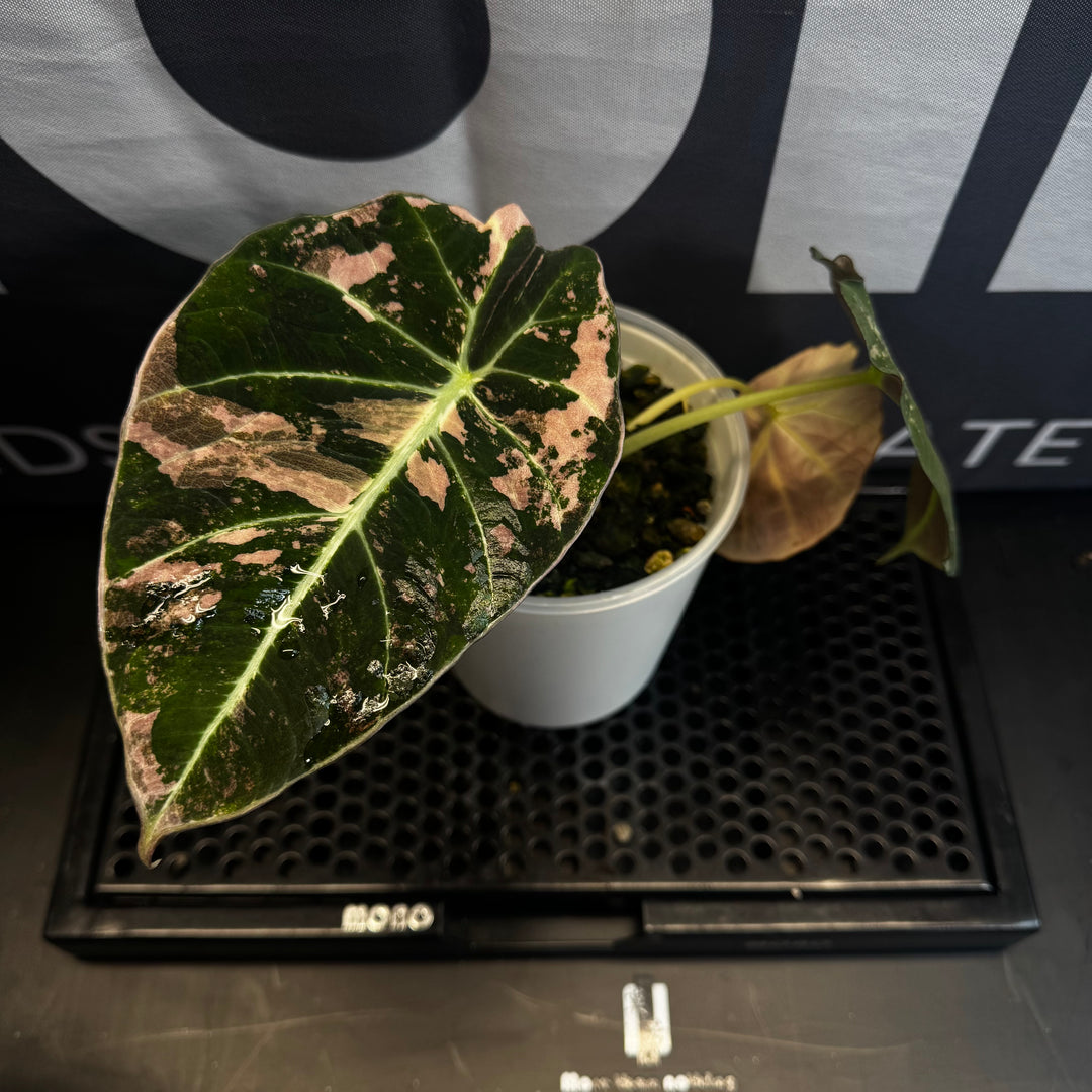 Alocasia Reginula【Black Velvet】Pink Variegated【粉锦黑天鹅】 [ALRBVP]