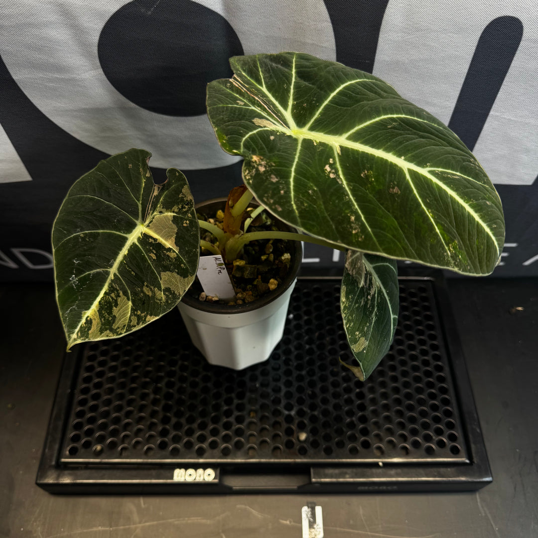 Alocasia Reginula【Black Velvet】Pink Variegated【粉锦黑天鹅】 [ALRBVP]