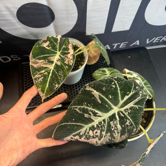 Alocasia Reginula【Black Velvet】Pink Variegated【粉锦黑天鹅】 [ALRBVP]