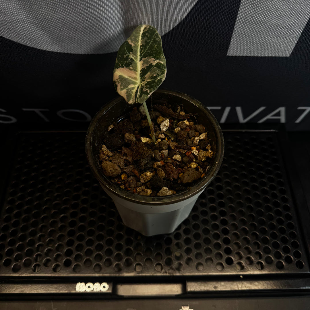 Alocasia Reginula【Black Velvet】Pink Variegated【粉锦黑天鹅】 [ALRBVP]