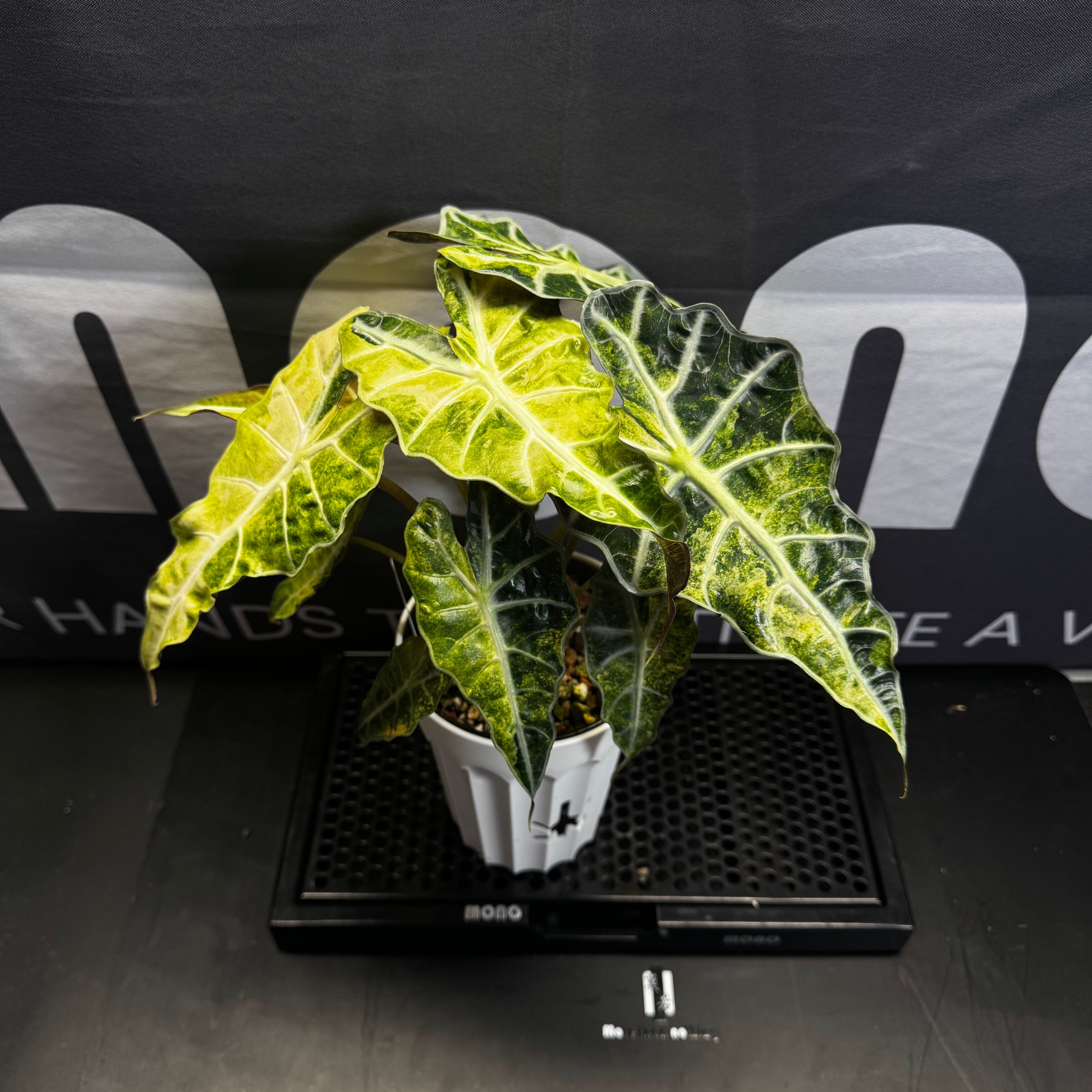 Alocasia 【Polly】Aurea Var. 【黄锦大仙女】[ALPOLA] – MONO Plant House