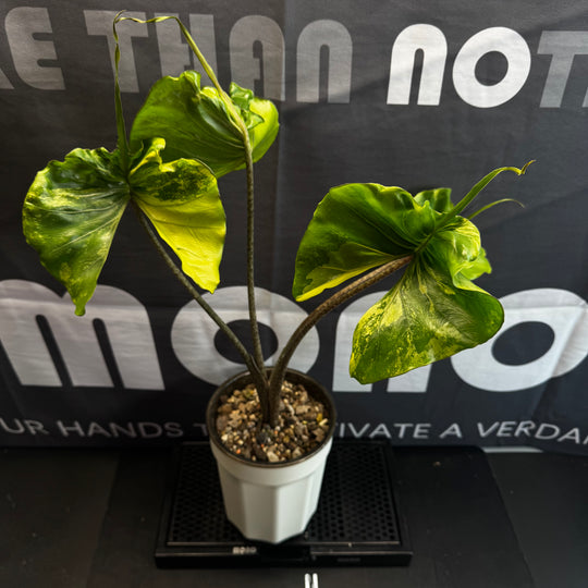 Alocasia 【Stingray】Aurea Var.【黄锦黄貂鱼】[ALSRAU]