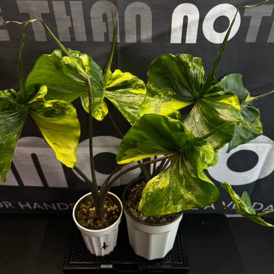 Alocasia 【Stingray】Aurea Var.【黄锦黄貂鱼】[ALSRAU]