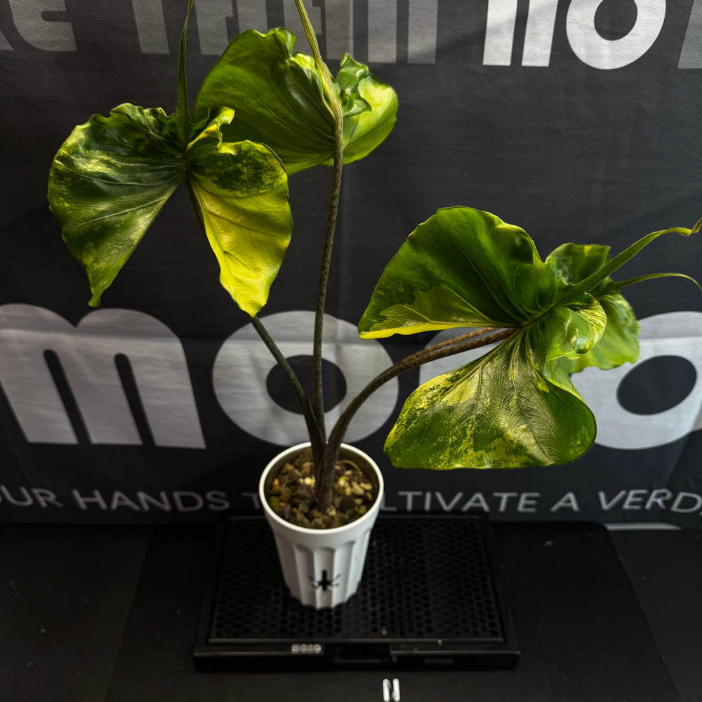 Alocasia 【Stingray】Aurea Var.【黄锦黄貂鱼】[ALSRAU]