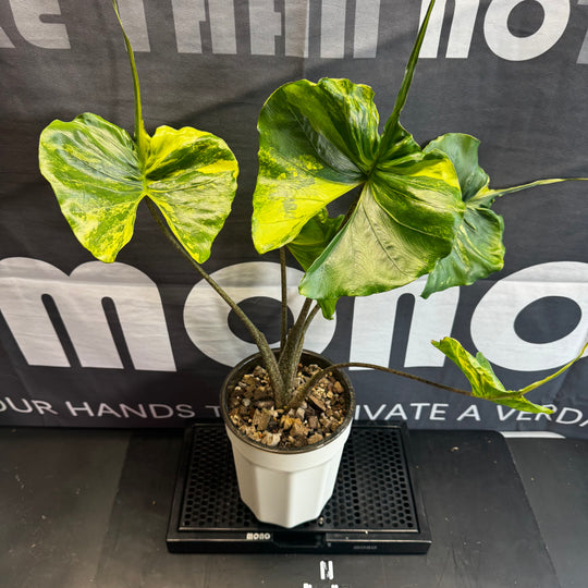 Alocasia 【Stingray】Aurea Var.【黄锦黄貂鱼】[ALSRAU]