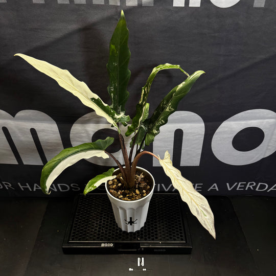 Alocasia 【Lauterbachiana】Albo Var.【白锦紫背剑叶】 [ALLAUT]