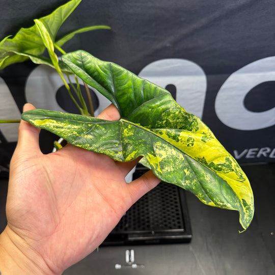 Alocasia Simpo Aurea Variegation【黄锦辛波】[SIMPAU]