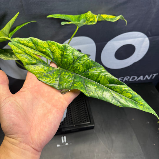 Alocasia Simpo Aurea Variegation【黄锦辛波】[SIMPAU]