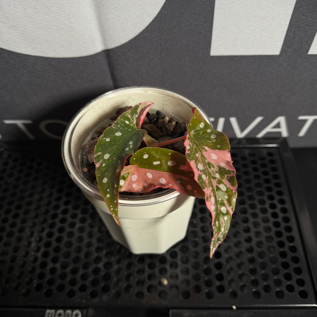 Begonia Maculata 'Pink Variegated'【粉锦鳟鱼】[BGMAPV]（Comming Soon）