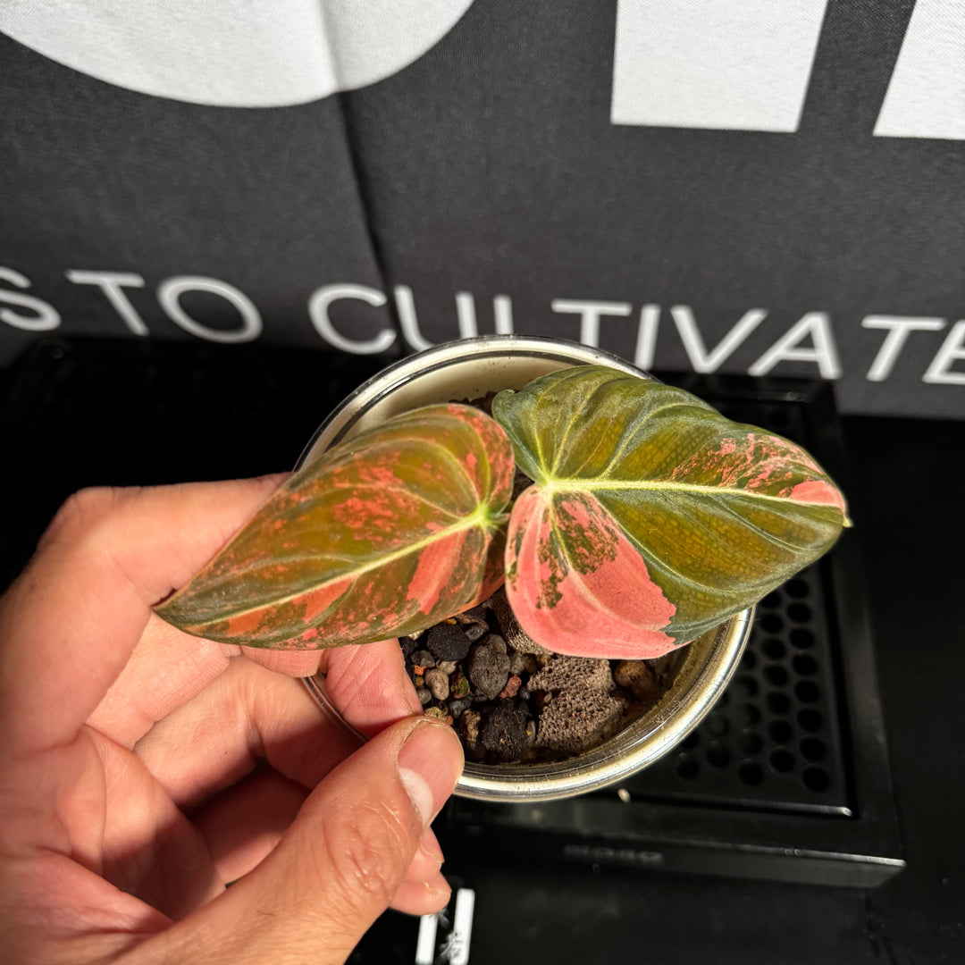 Philodendron Melanochrysum 'Pink'【粉锦黑金蔓绿绒】[PHMEPV]