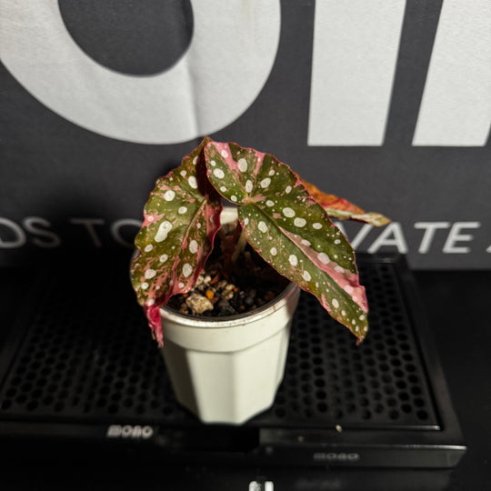 Begonia Maculata 'Pink Variegated'【粉锦鳟鱼】[BGMAPV]（Comming Soon）