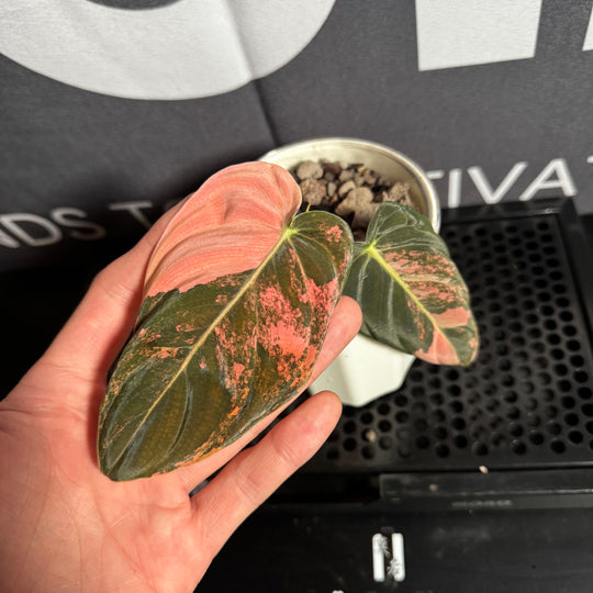 Philodendron Melanochrysum 'Pink'【粉锦黑金蔓绿绒】[PHMEPV]