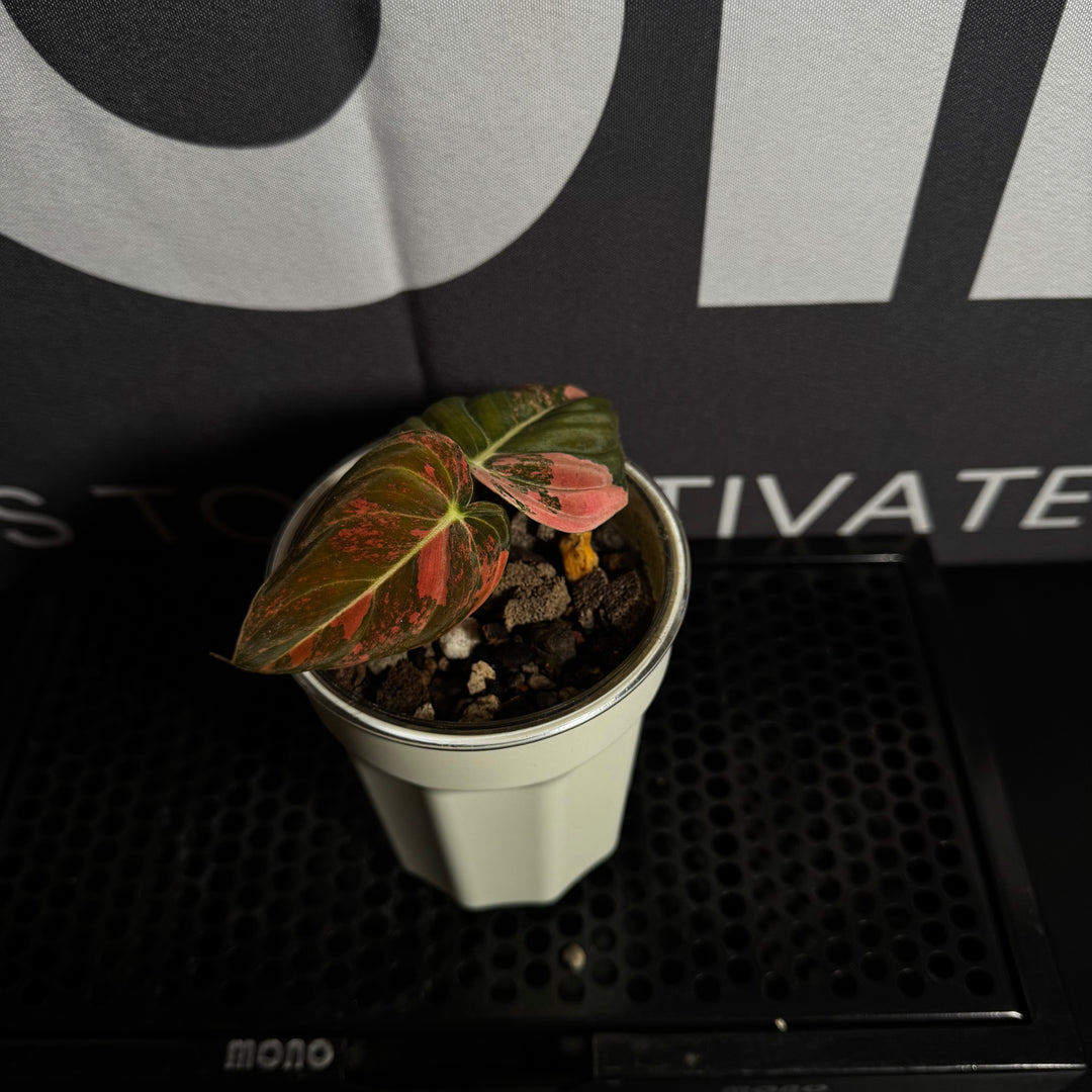 Philodendron Melanochrysum 'Pink'【粉锦黑金蔓绿绒】[PHMEPV]