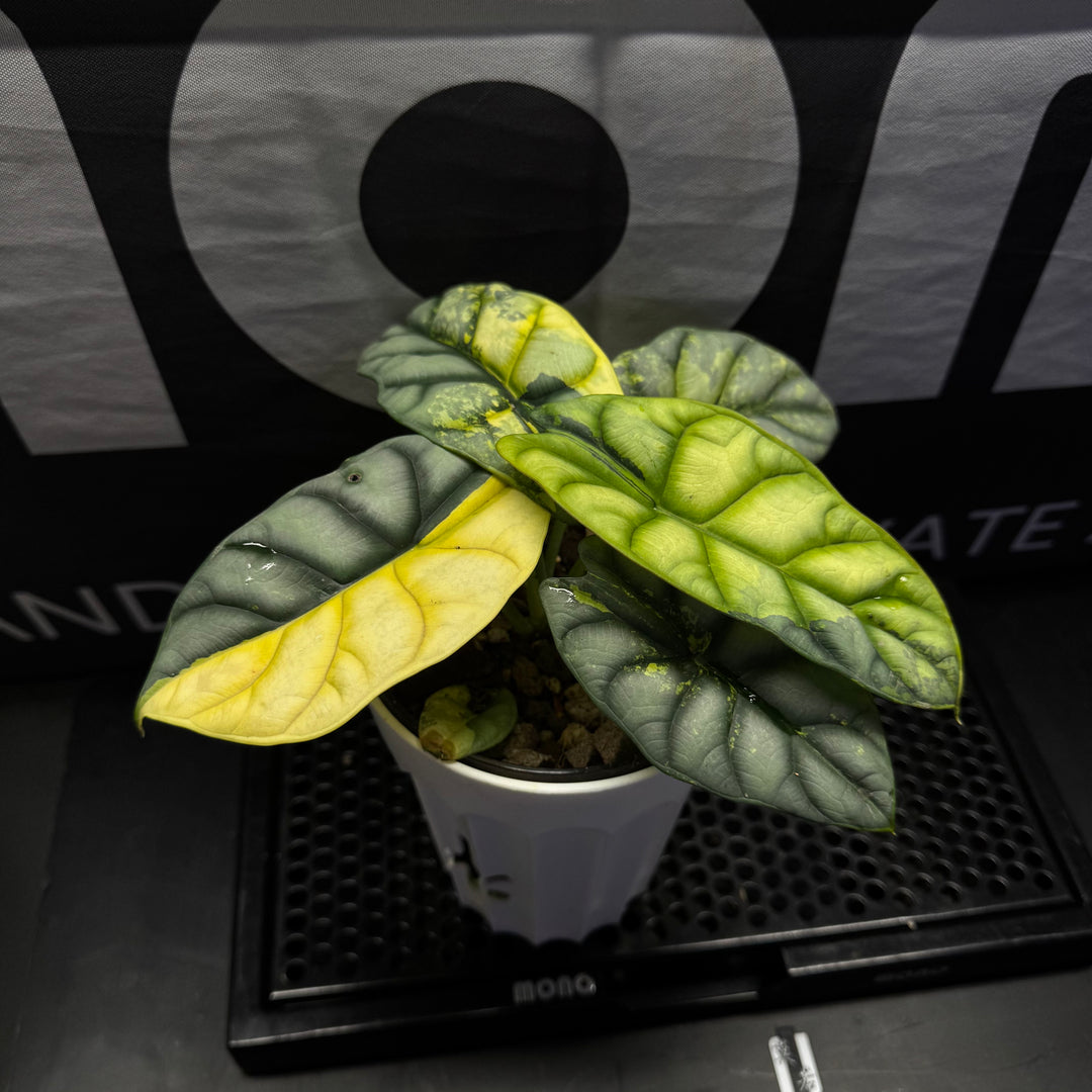 Alocasia Baginda 'Silver Dragon' Aurea【黄锦白犀牛】[ALSDAU]