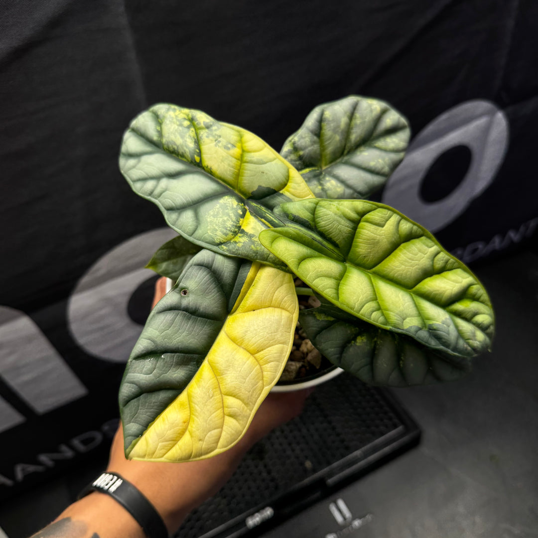 Alocasia Baginda 'Silver Dragon' Aurea【黄锦白犀牛】[ALSDAU]