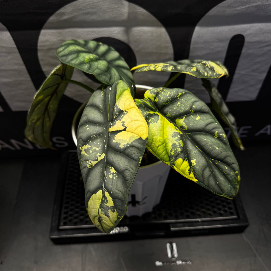 Alocasia Baginda 'Silver Dragon' Aurea【黄锦白犀牛】[ALSDAU]