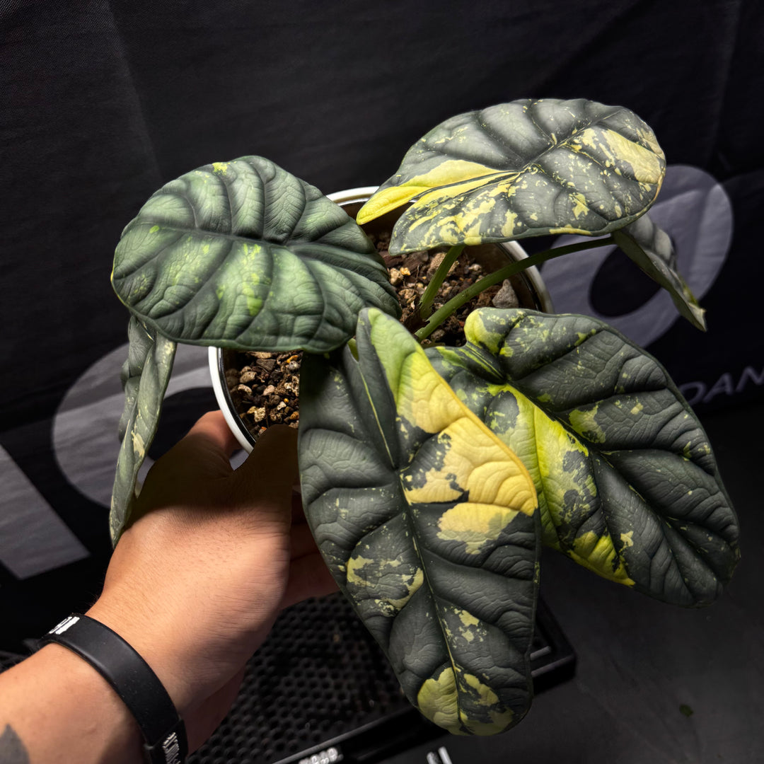 Alocasia Baginda 'Silver Dragon' Aurea【黄锦白犀牛】[ALSDAU]