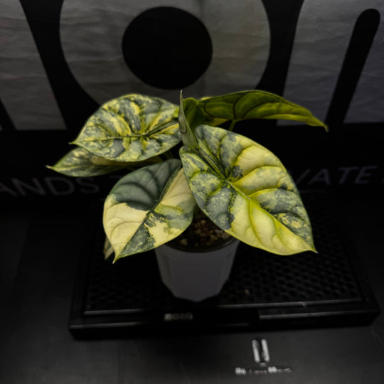 Alocasia Baginda 'Silver Dragon' Aurea【黄锦白犀牛】[ALSDAU]