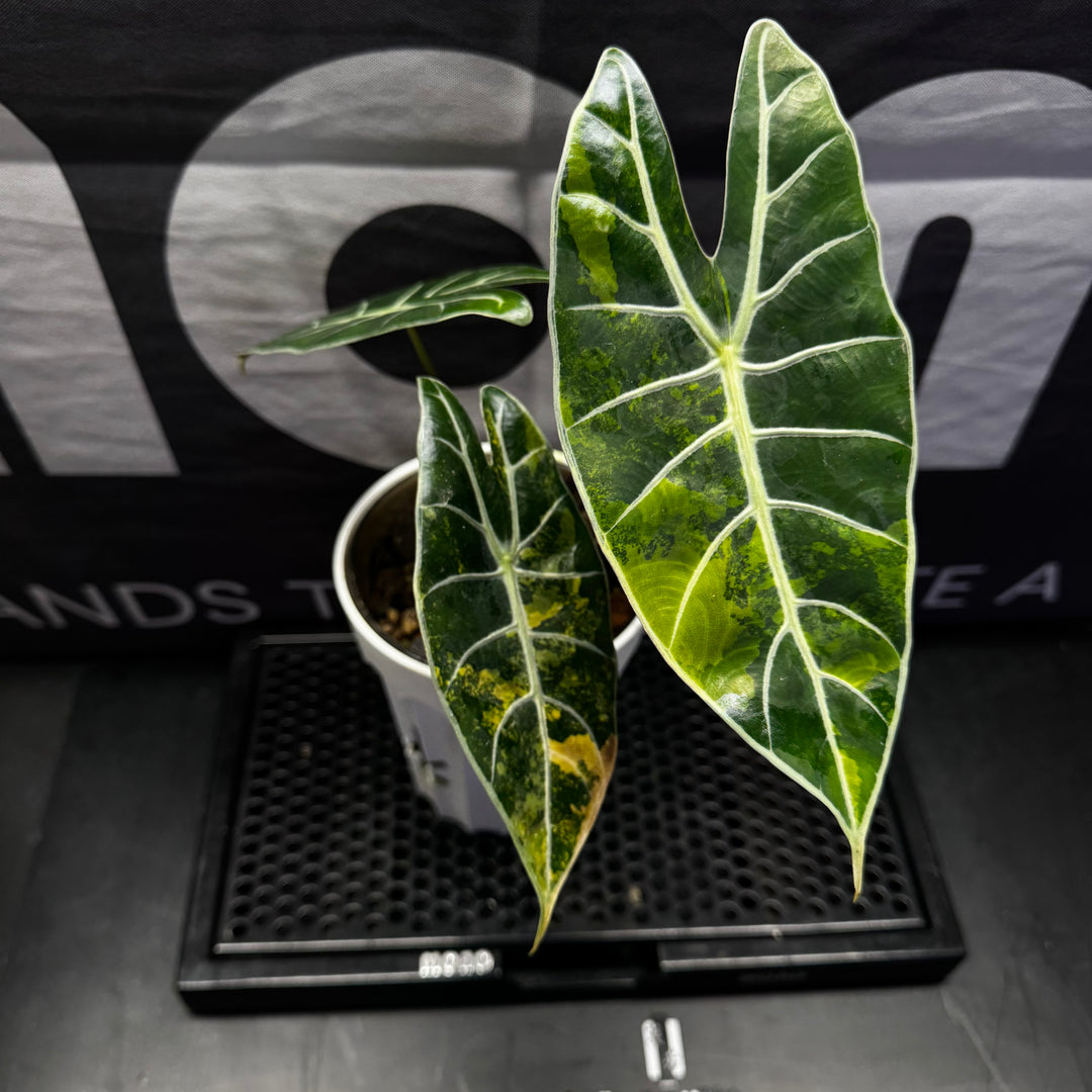 Alocasia【Dragon Tooth】Aurea【黄锦龙牙】[ALDTAU]