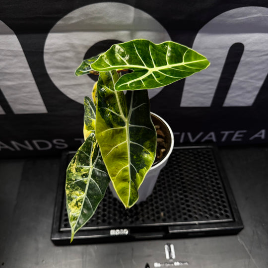 Alocasia【Dragon Tooth】Aurea【黄锦龙牙】[ALDTAU]