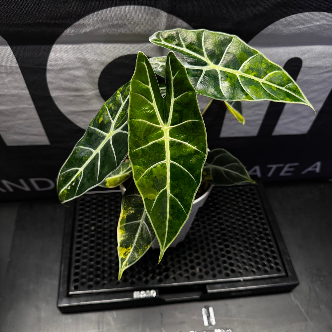Alocasia【Dragon Tooth】Aurea【黄锦龙牙】[ALDTAU]