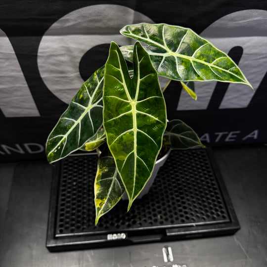 Alocasia【Dragon Tooth】Aurea【黄锦龙牙】[ALDTAU]