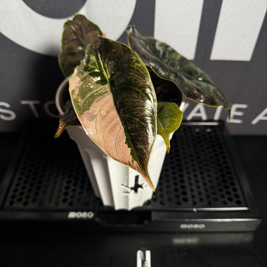 Alocasia 【Azlanii】Albo Variegated【白锦阿兹兰】[ALAZAV]