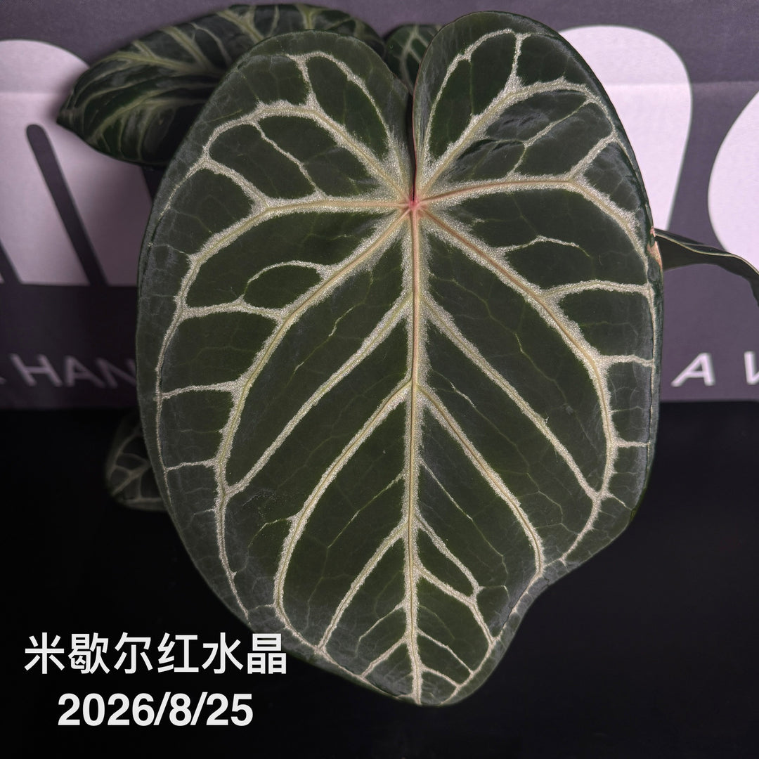 Anthurium by [MONO]【莫若特选专栏】[ANMN]