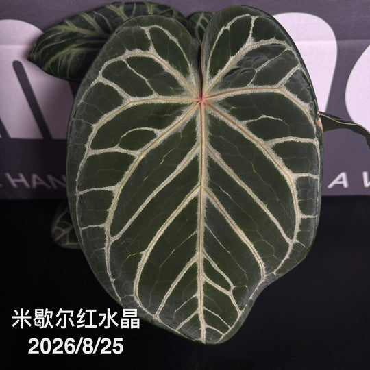 Anthurium by [MONO]【莫若特选专栏】[ANMN]
