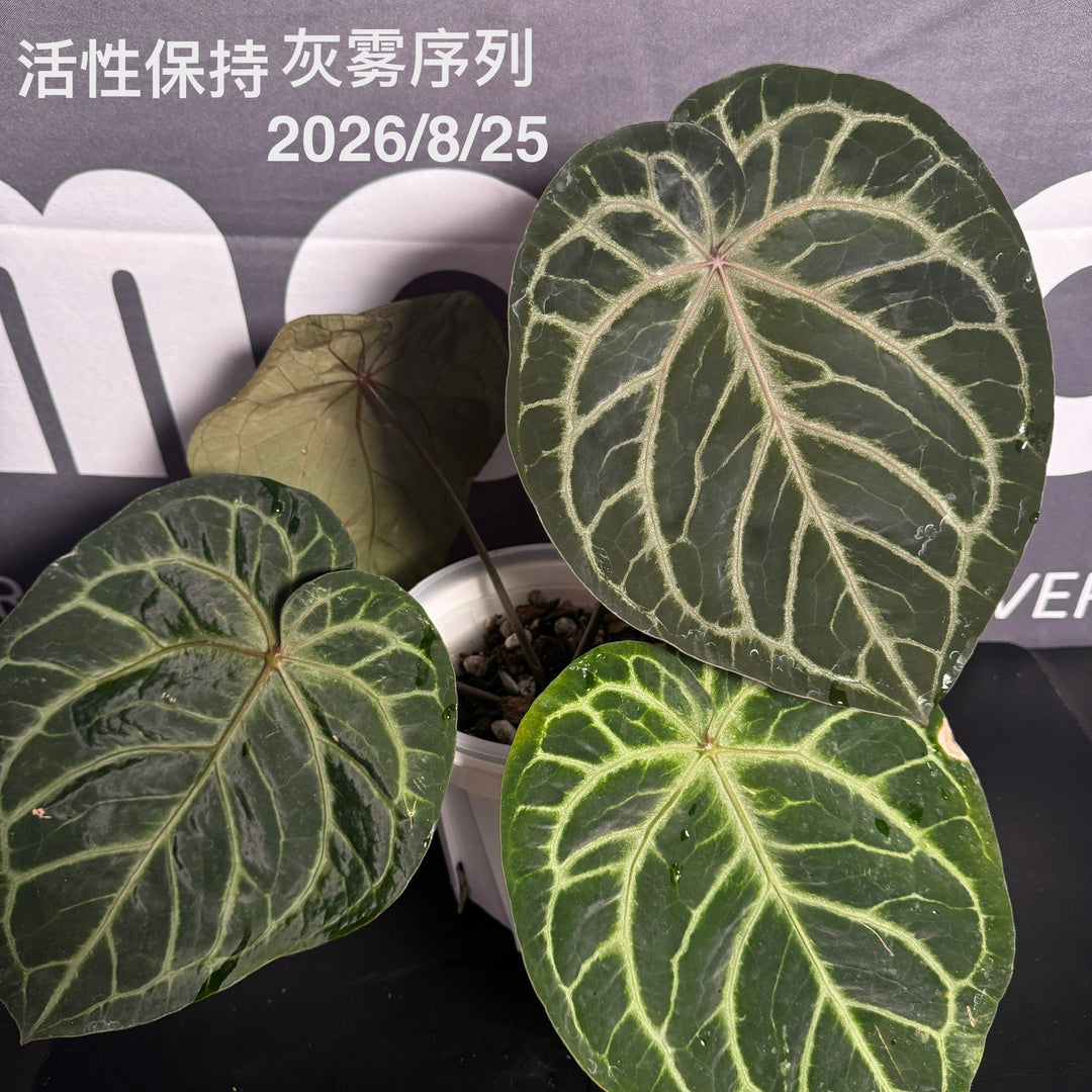 Anthurium by [Equator]【活性保持专栏】[ANEQ]