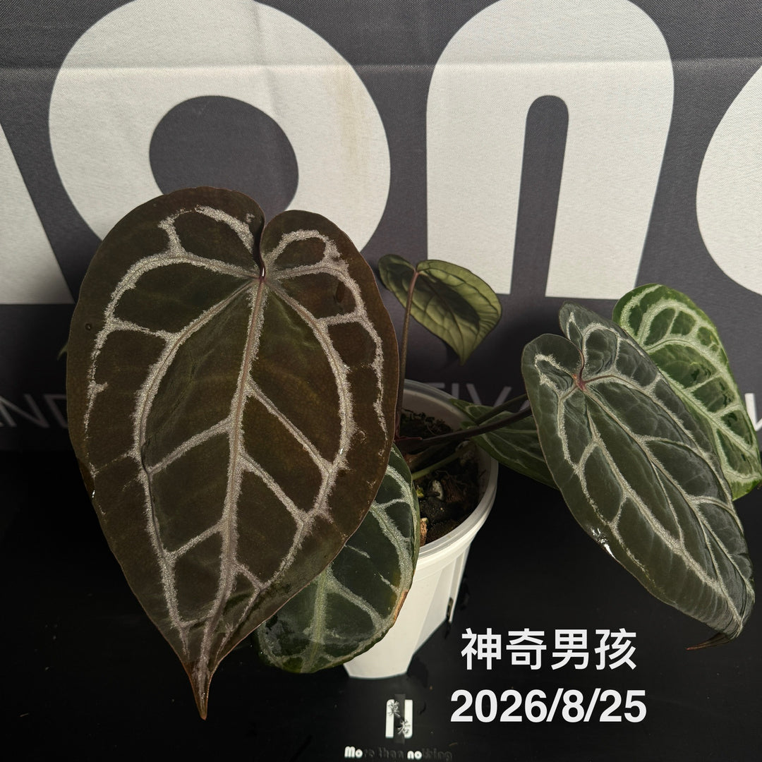 Anthurium by [MONO]【莫若特选专栏】[ANMN]