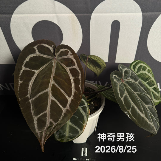 Anthurium by [MONO]【莫若特选专栏】[ANMN]